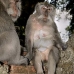 monkey_macaque_balinese_mf_ubud_v_0563_bal0566.jpg